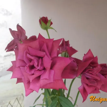 Unique Néa Péramos