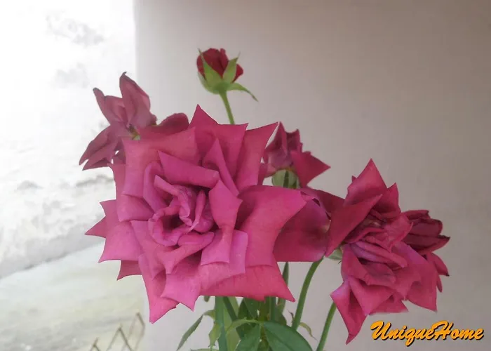 Unique Néa Péramos